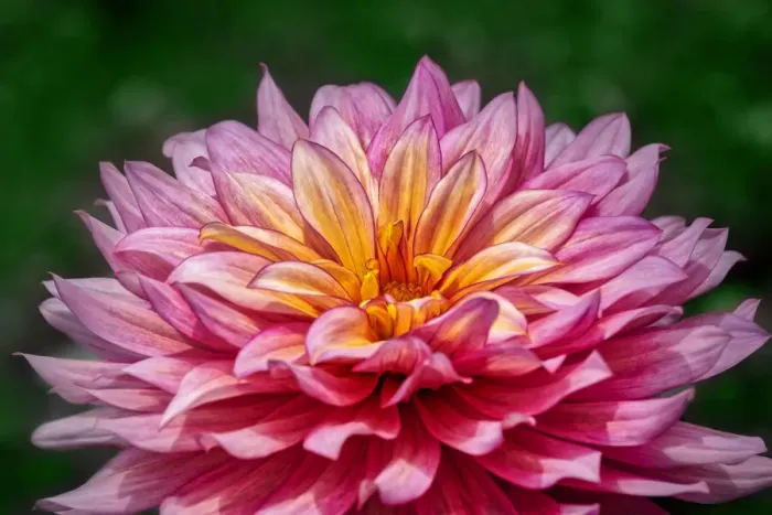 Framed Print : Pink and Yellow Dahlia Framed Print : Pink and Yellow Dahlia