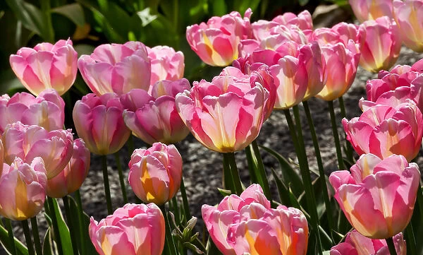 Pink Yellow Tulips Flowers Skagit Valley Farm Washington State Pacific Northwest