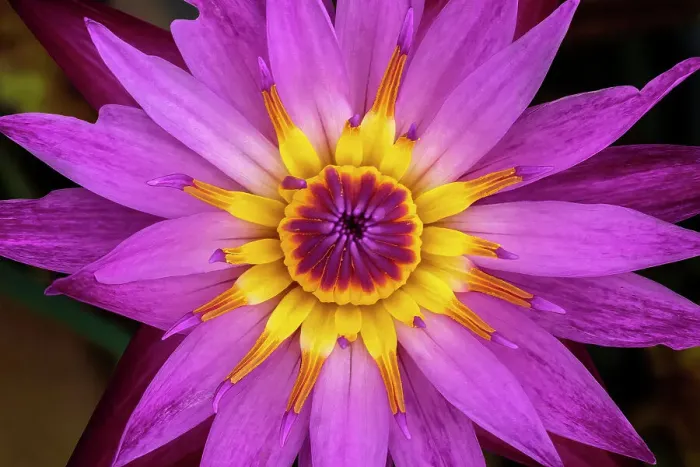 Framed Print : Pink and yellow water lily