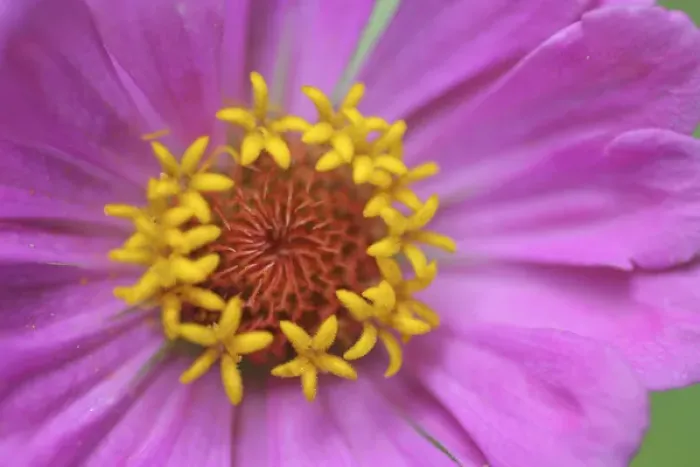 Framed Print : Pink Zinnia