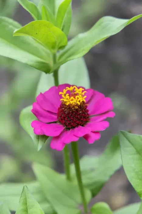 Framed Print : Pink Zinnia, USA Framed Print : Pink Zinnia, USA