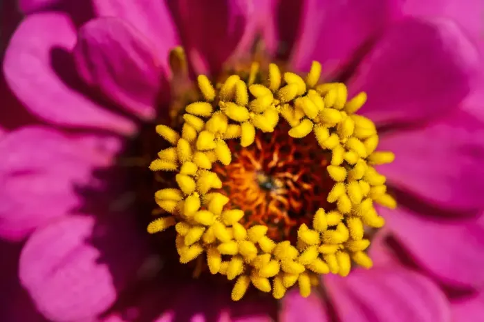 Framed Print : Pink zinnia, USA Framed Print : Pink zinnia, USA