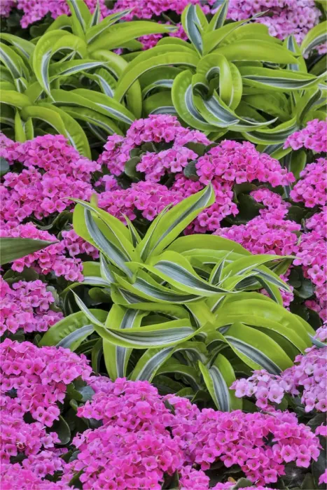 Framed Print : Pinks and green design in the Conservatory, Longwood Garden, Pennsylvania