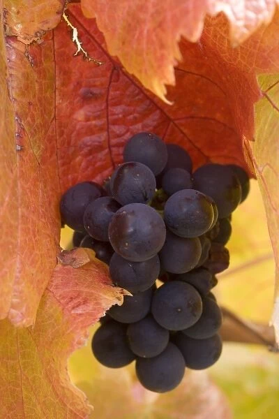 Pinot Noir Grapes in Autumn, Domain Road Vineyard, Bannockburn, Central Otago, South Island
