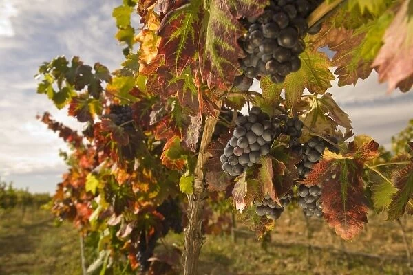 Pinot Noir Grapes near Zillah, Rattlesnake Hills Wine Trail, Yakima Valley, Eastern