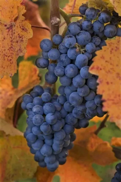 Framed Print : Pinot Noir grapes set among the Fall-gold-colored leaves of the vineyard at Summerhill