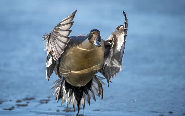 Pintail duck (Anas acute) has a wide geographic distribution across northern latitudes