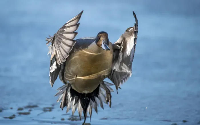 Framed Print : Pintail duck (Anas acute) has a wide geographic distribution across northern latitudes Framed Print : Pintail duck (Anas acute) has a wide geographic distribution across northern latitudes