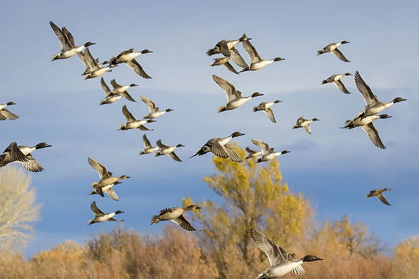 Pintails (Anas acuta) flock flying