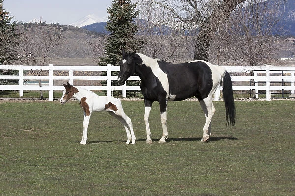 Pinto, Oldenburg warmblood, foal, Oldenburg Mare and foal in pasture, white fence