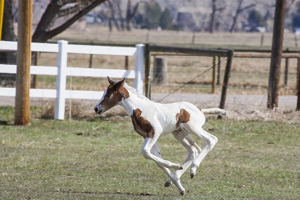 Pinto, Oldenburg warmblood, foal jumping and running 4 feet off the ground