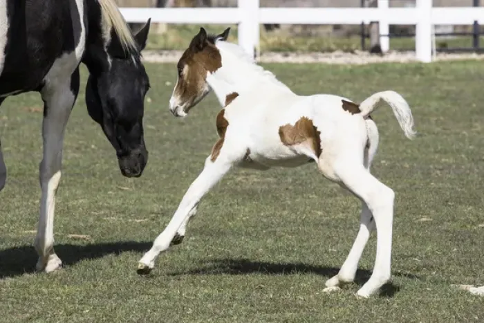 Framed Print : Pinto, Oldenburg warmblood, foal playing Framed Print : Pinto, Oldenburg warmblood, foal playing