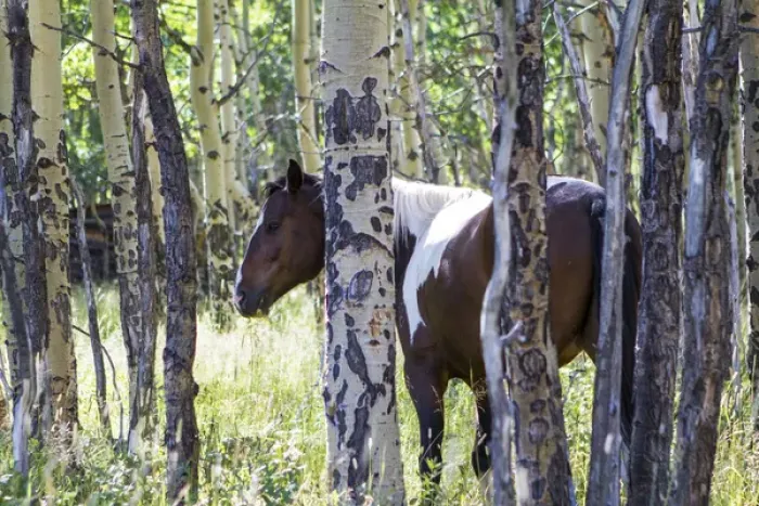 Framed Print : Pinto or paint horses in aspen trees Framed Print : Pinto or paint horses in aspen trees