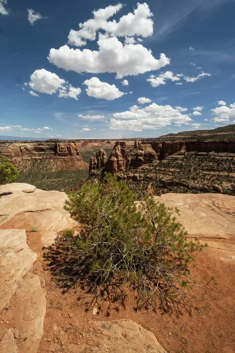 Framed Print : Pinyon pine. Canyon Rim Trail, Colorado National Monument, Colorado, US Framed Print : Pinyon pine. Canyon Rim Trail, Colorado National Monument, Colorado, US