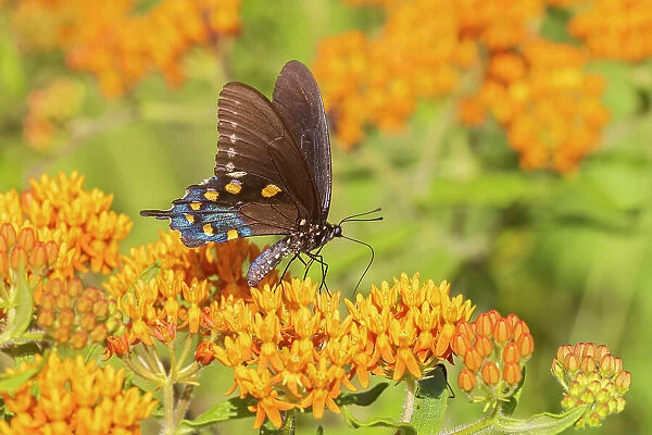 Pipevine Swallowtail on Butterfly Milkweed. Stephen A. Forbes State Park, Marion County, Illinois. (Editorial Use Only)