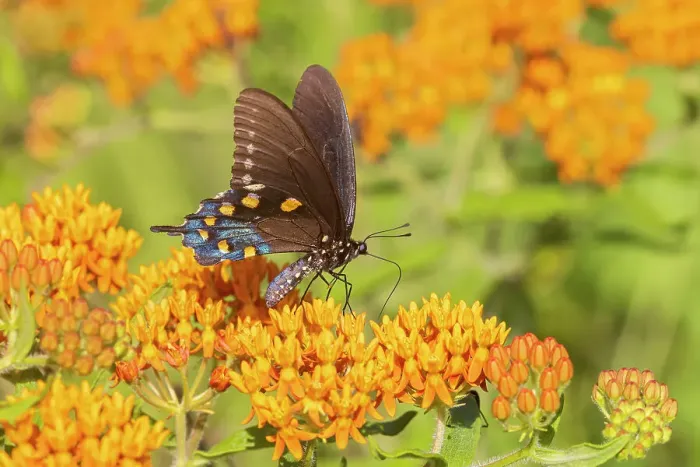 Framed Print : Pipevine Swallowtail on Butterfly Milkweed. Stephen A. Forbes State Park, Marion County, Illinois. (Editorial Use Only)