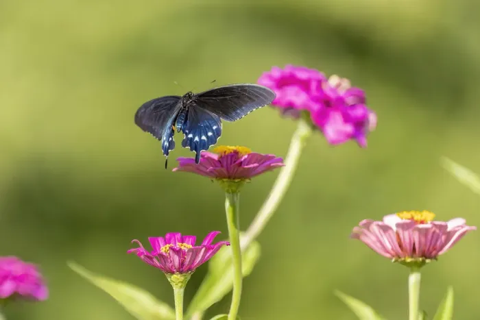 Framed Print : Pipevine swallowtail flying Framed Print : Pipevine swallowtail flying