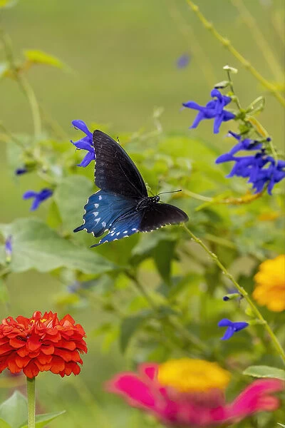 Pipevine swallowtail flying