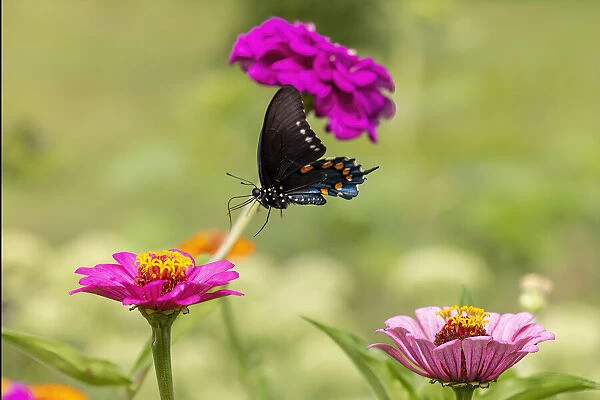 Pipevine swallowtail flying