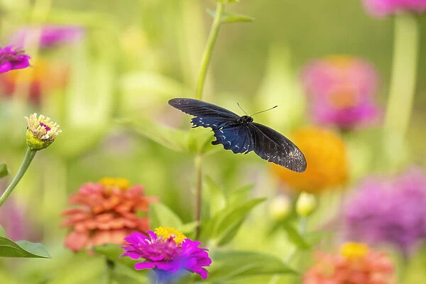 Pipevine swallowtail male flying over zinnia