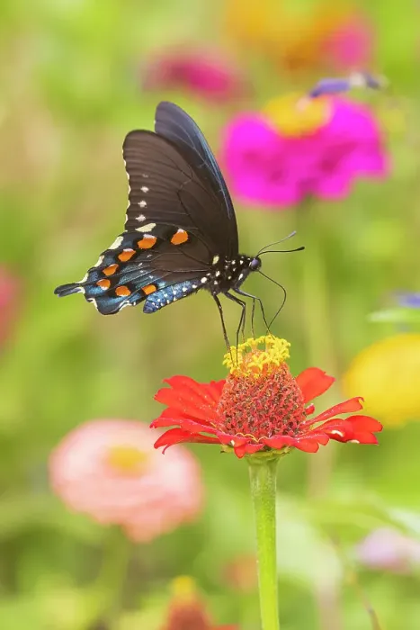 Framed Print : Pipevine Swallowtail male on zinnia in flower garden, Marion County, Illinois. (Editorial Use Only) Framed Print : Pipevine Swallowtail male on zinnia in flower garden, Marion County, Illinois. (Editorial Use Only)