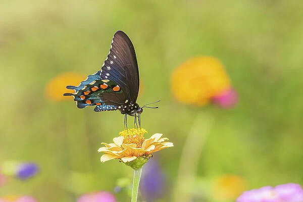 Pipevine Swallowtail male on zinnia in flower garden, Marion County, Illinois. (Editorial Use Only)