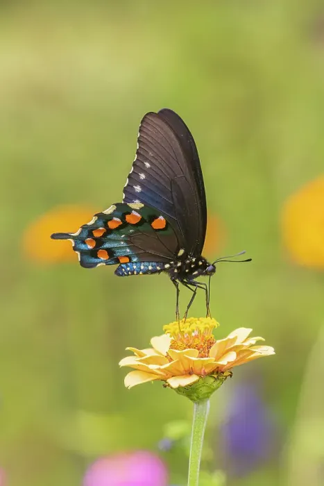 Framed Print : Pipevine Swallowtail male on zinnia in flower garden, Marion County, Illinois Framed Print : Pipevine Swallowtail male on zinnia in flower garden, Marion County, Illinois