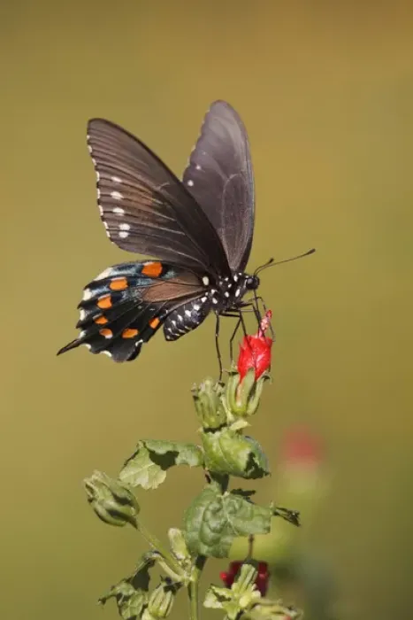 Framed Print : Pipevine Swallowtail nectaring at Turks cap flowers
