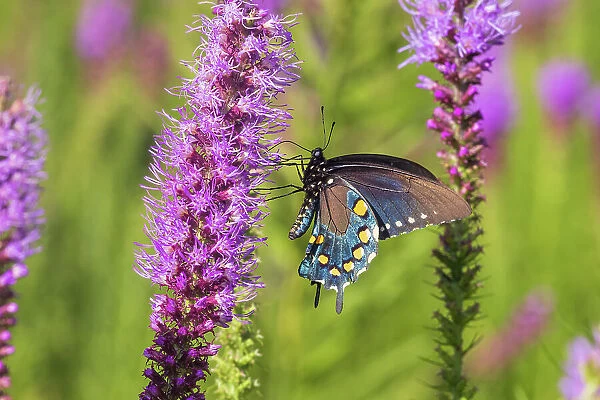 Pipevine Swallowtail on Prairie Blazing Star, Rock Cave National Park, Effingham County, Illinois. (Editorial Use Only)