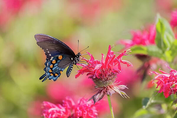 Pipevine Swallowtail on Scarlet Bee Balm, Marion County, Illinois