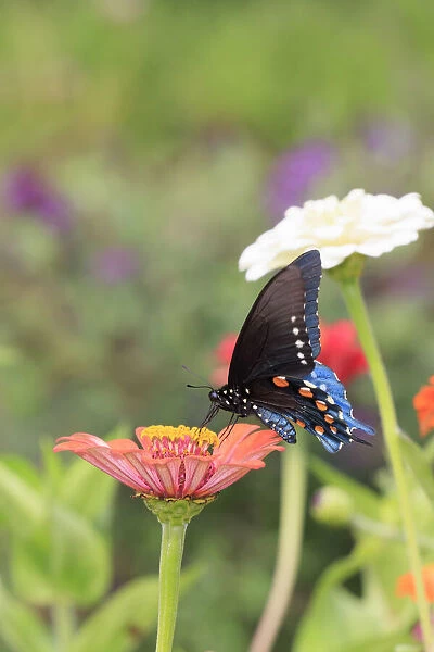 Pipevine swallowtail on zinnia