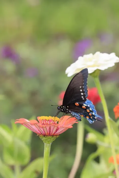 Framed Print : Pipevine swallowtail on zinnia