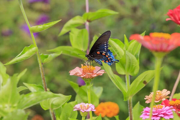 Pipevine swallowtail on zinnia