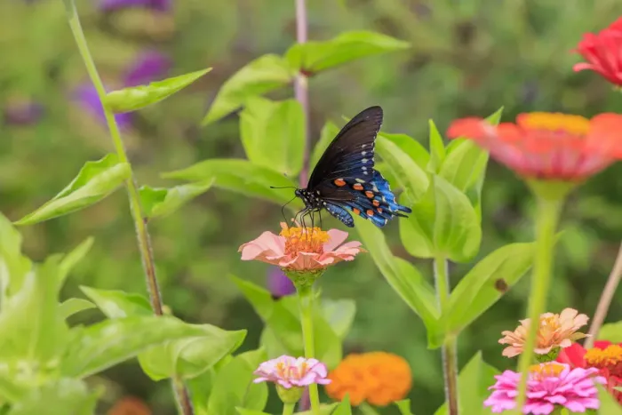 Framed Print : Pipevine swallowtail on zinnia Framed Print : Pipevine swallowtail on zinnia
