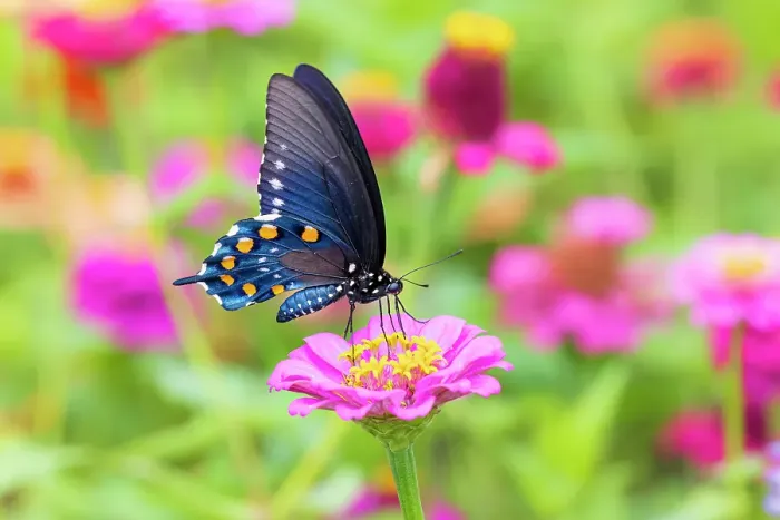Framed Print : Pipevine swallowtail on zinnia, Marion County, Illinois
