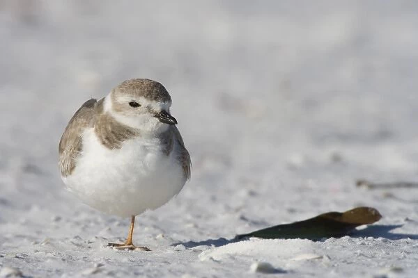 A Piping plover, Charadrius melodus, on North Beach at Fort De Soto Park in Pinellas County