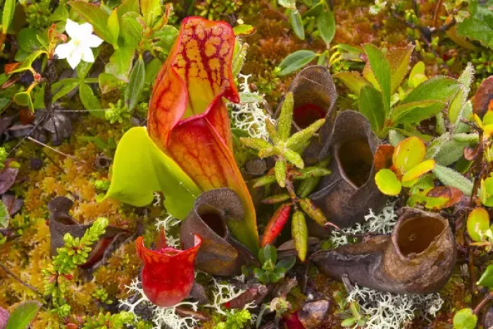 Framed Print : Pitcher plants in a bog near Lubec, Maine, USA Framed Print : Pitcher plants in a bog near Lubec, Maine, USA