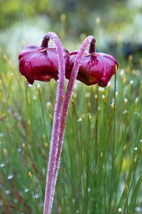 Framed Print : Pitcher plants in a bog near Lubec, Maine, USA Framed Print : Pitcher plants in a bog near Lubec, Maine, USA