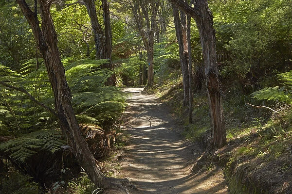 Pitt Head Track, Abel Tasman National Park, Nelson Region, South Island, New Zealand