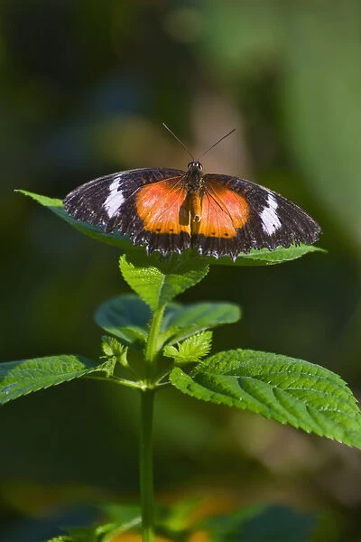 Plain Tiger Butterfly (Danaus chrysippus), Bohol Island, Philippines