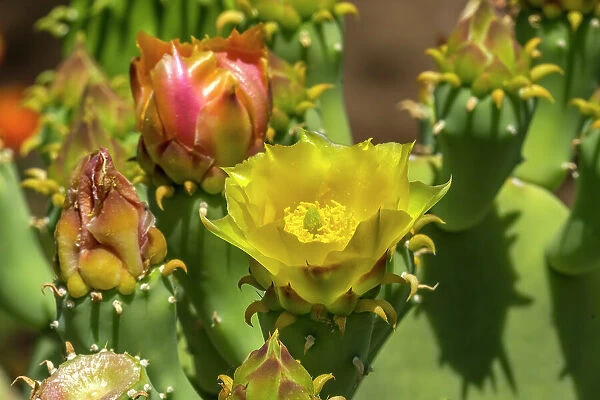 Plains prickly pear cactus blooming, Desert Botanical Garden, Phoenix, Arizona