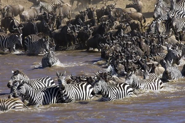 Plains Zebra (Equus quagga) and Blue Wildebeest (Connochaetes taurinus) herd crossing river