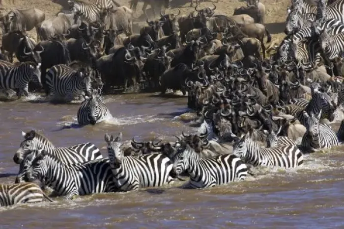 Framed Print : Plains Zebra (Equus quagga) and Blue Wildebeest (Connochaetes taurinus) herd crossing river Framed Print : Plains Zebra (Equus quagga) and Blue Wildebeest (Connochaetes taurinus) herd crossing river