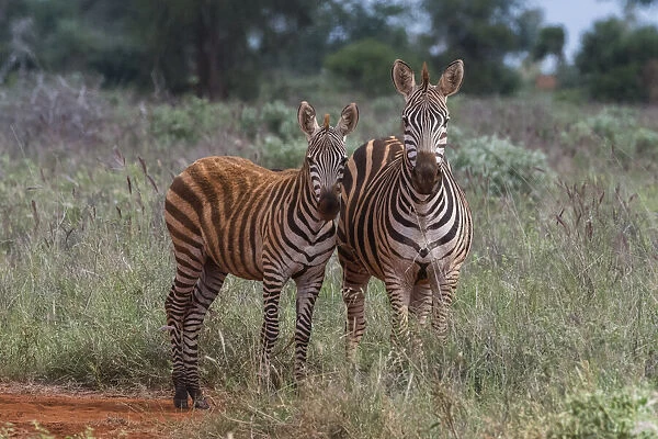 Plains zebra (Equus quagga) and calf, Tsavo, Kenya