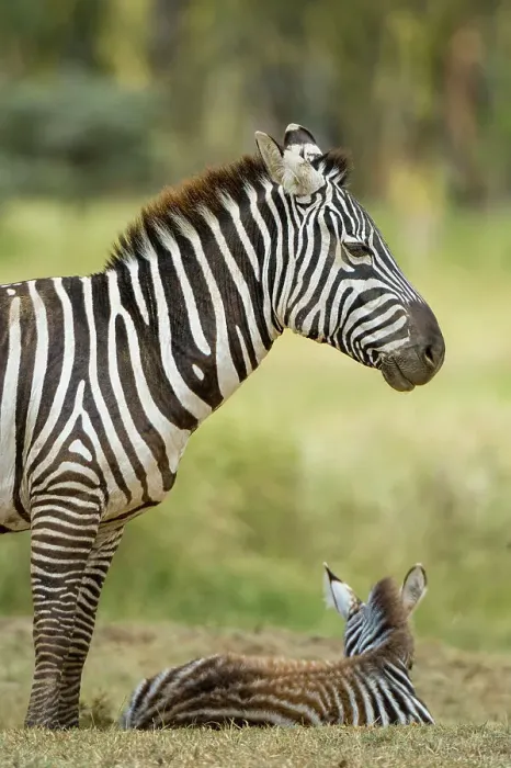 Framed Print : A Plains zebra, Equus quagga, and its foal at Lake Nakuru National Park, Kenya, Africa Framed Print : A Plains zebra, Equus quagga, and its foal at Lake Nakuru National Park, Kenya, Africa