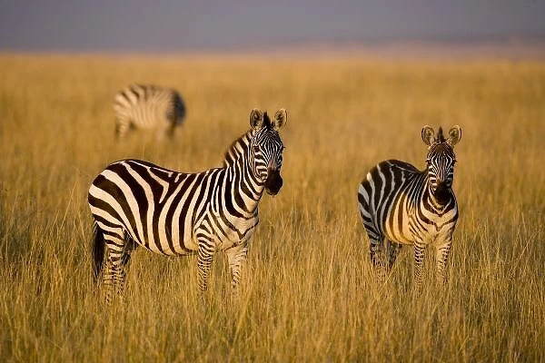 Plains Zebra (Equus quagga) in grass, Masai Mara National Reserve, Kenya