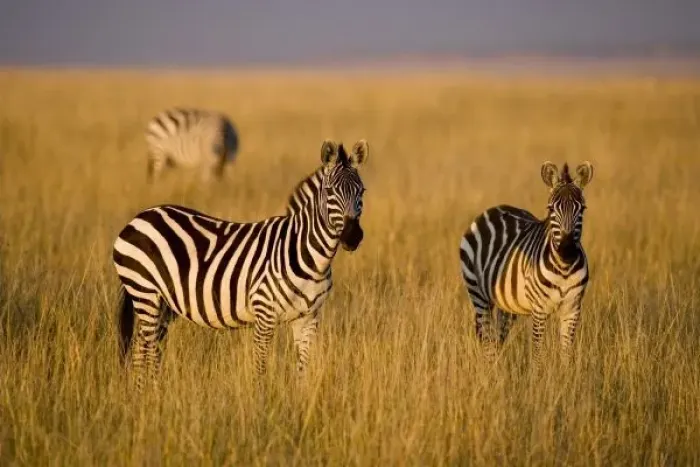 Framed Print : Plains Zebra (Equus quagga) in grass, Masai Mara National Reserve, Kenya