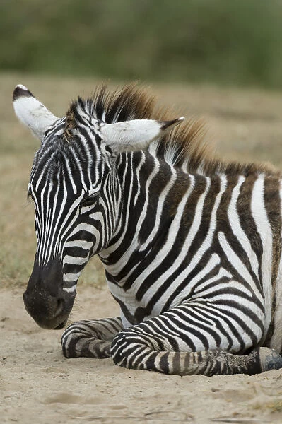 Plains zebra (Equus quagga), Lake Nakuru National Park, Kenya