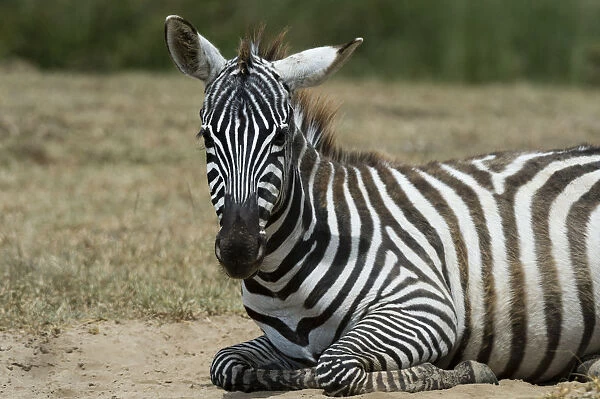 Plains zebra (Equus quagga), Lake Nakuru National Park, Kenya