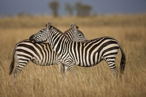 Plains Zebra (Equus quagga) pair grooming, Masai Mara National Reserve, Kenya